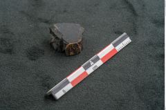 Foto (Seitenansicht) von Auracaria haastii (NHMW-GEO-2024-0188-11581)